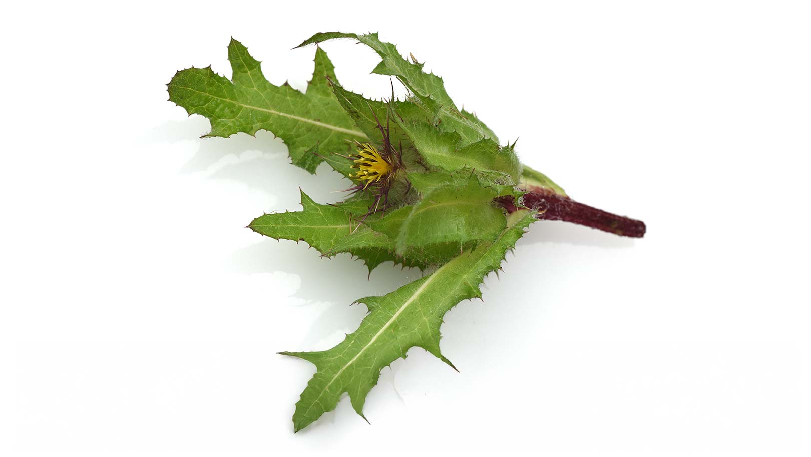 Benediktenkraut Gasteo