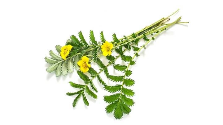 Gänsefingerkraut Gasteo